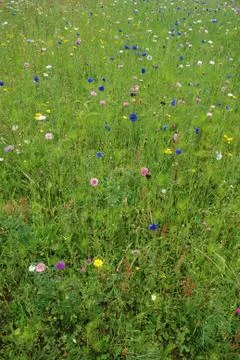 Field of flowers Stock Photos