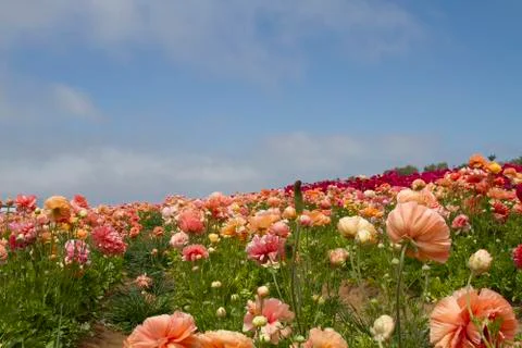 Field of Flowers Stock Photos