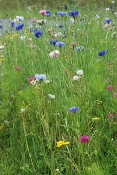 Field of flowers Stock Photos