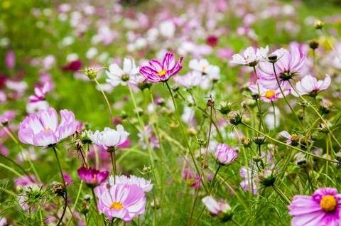 Field of flowers 스톡 사진