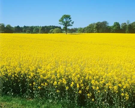 Field of flowers Stock Photos