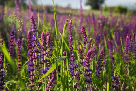 Field of flowers Stock Photos