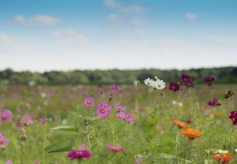 Field of flowers... Stock Photos