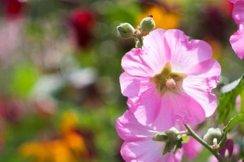 The field of flowers. Stock Photos