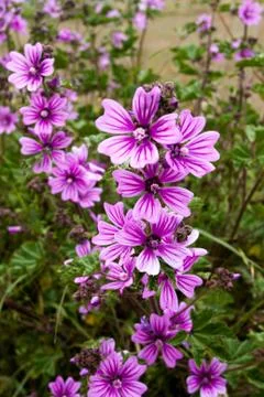 Field flowers Stock Photos