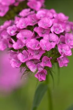 Field flowers Stock Photos