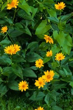 Field flowers 스톡 사진