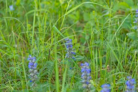 Field flowers Stock Photos