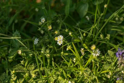 Field flowers Stock Photos