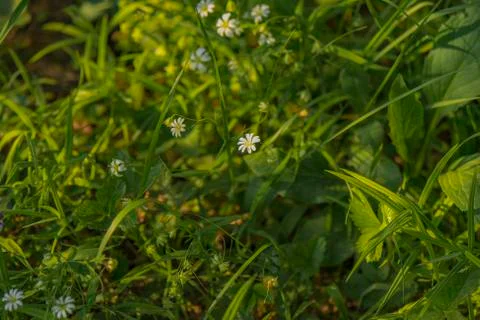 Field flowers Stock Photos