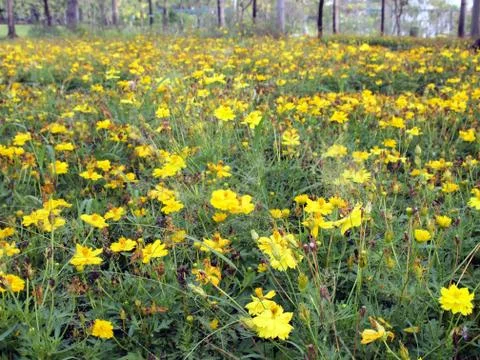 Field of flowers Stock Photos
