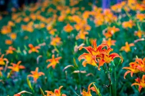 Field of flowers Stock Photos
