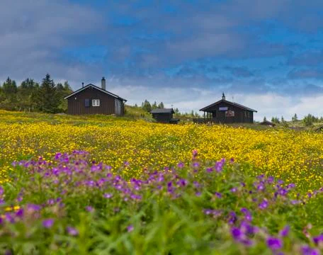Field of flowers Stock Photos