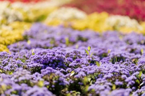 Field flowers Stock Photos