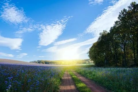 Field of flowers Stock Photos