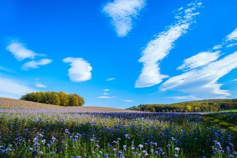 Field of flowers Stock Photos
