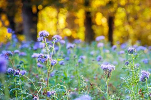 Field of flowers Foto stock