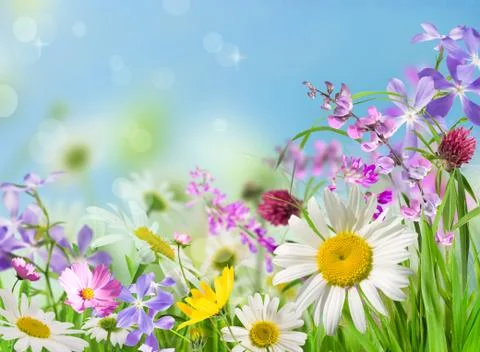 Field of flowers Stock Photos