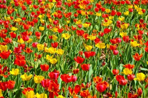 Field Of Flowers Stock Photos