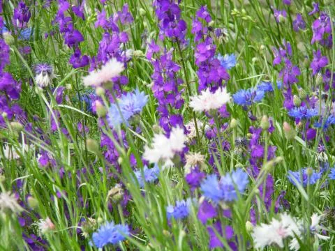Field flowers Stock Photos