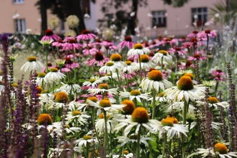 Field of flowers Stock Photos