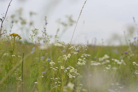Field flowers Stock Photos