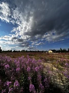 Field with flowers 写真素材