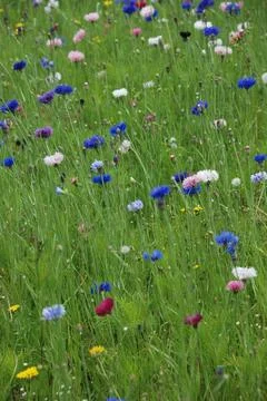 Field of flowers Stock Photos