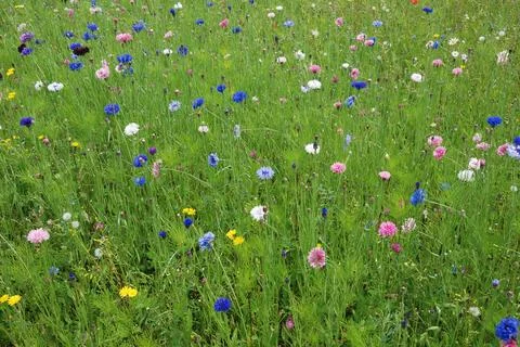 Field of flowers Stock Photos