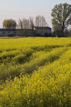Field with flowers Stock Photos