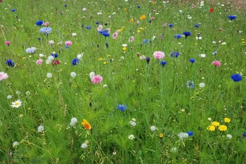 Field of flowers Stock Photos