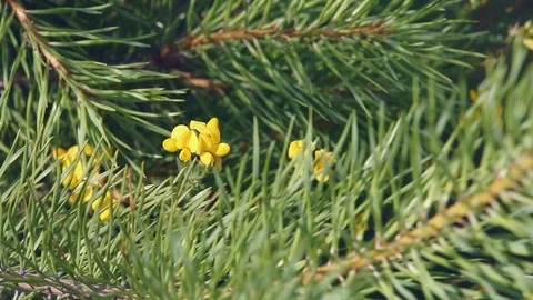 Field Flowers in Pines Stock Footage 77848413
