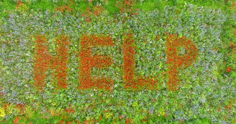Field of Flowers That says HELP Stock Footage 279484249