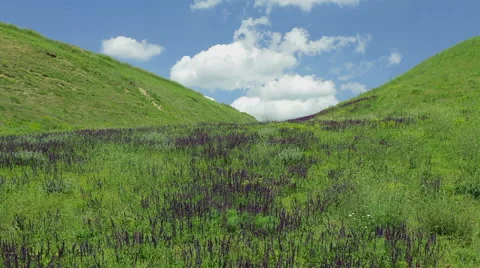 Field flowers shaking at wind Stock Footage 59937408