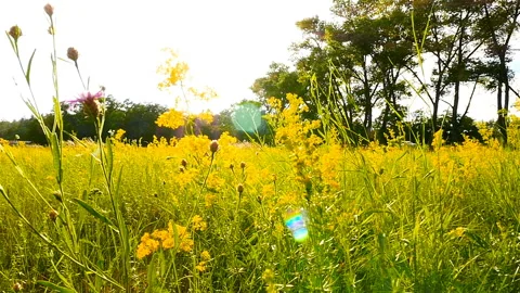 A field with flowers. Slow motion. Camera in motion Video stock 96625232