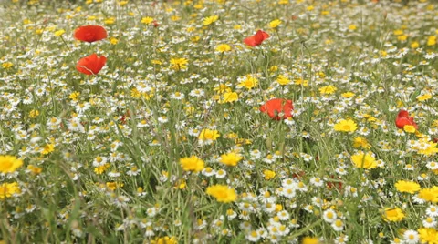 Field of Flowers, spring background, nature landscape, happy fresh feel Video stock 38829380