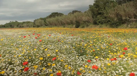 Field of Flowers, spring background tracking shot, beautiful nature landscape Stock Footage