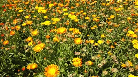 Field with flowers on a spring day Stock Footage 133174125