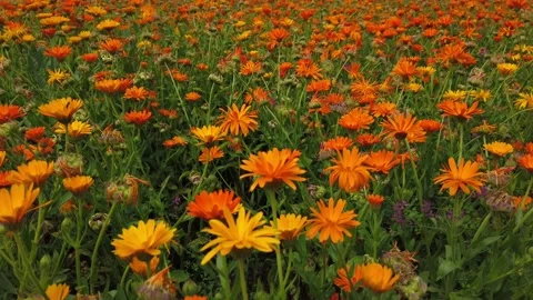 Field with flowers on a spring day Stock Footage 133174211
