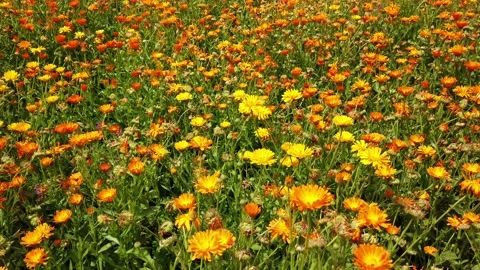 Field with flowers on a spring day Stock Footage 133174212