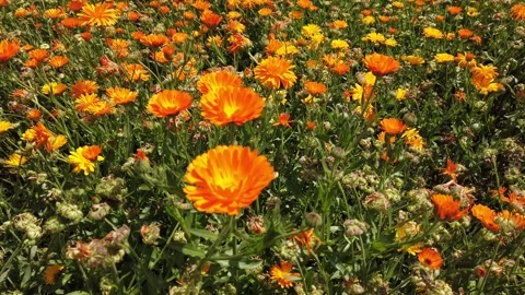 Field with flowers on a spring day Stock Footage 133174269