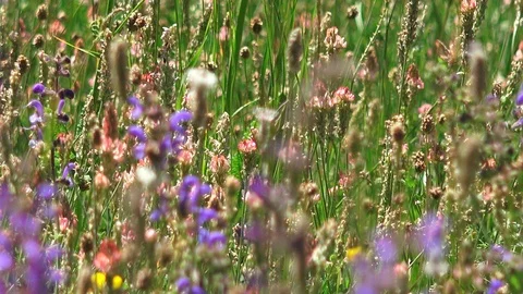Field of flowers in spring Stock Footage 110340876
