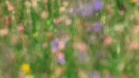 Field of flowers in spring Stock Footage 110340890