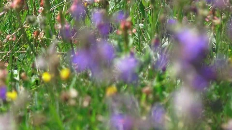 Field of flowers in spring Stock Footage 110340914