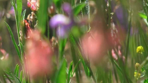 Field of flowers in spring Stock Footage 110341065