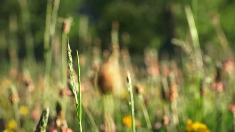 Field of flowers in spring Stock Footage 116599159
