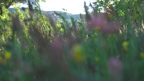 Field of flowers in spring Stock Footage 116599164
