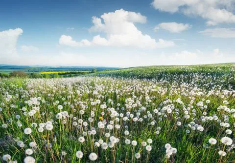 Field with flowers in the spring time Stock Photos