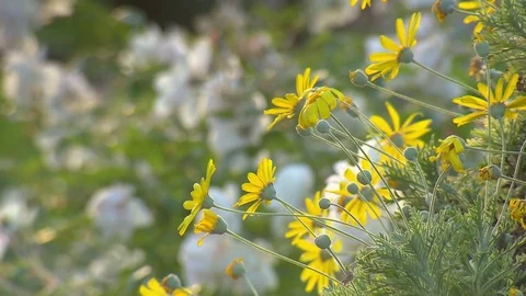 Field flowers in summer Video stock 73698423
