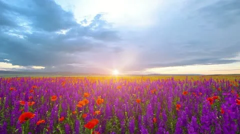 Field of flowers at sunset Stock Footage 11234819
